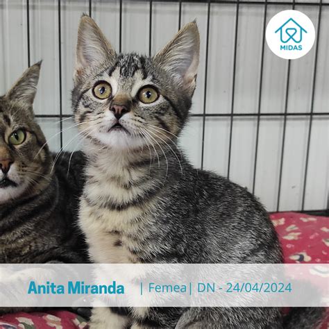 associação midas|Felídeos para Adoptar .